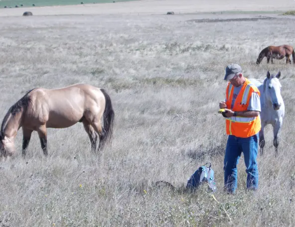 Man with safety vest in a field with three horses